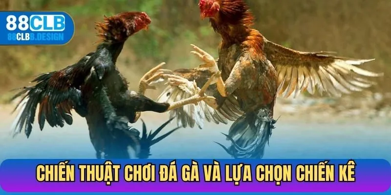 Chiến thuật chơi đá gà và lựa chọn chiến kê