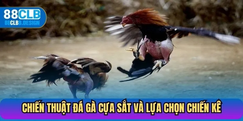 Quản lý vốn và đặt cược đá gà cựa sắt hiệu quả