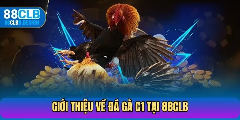 Giới thiệu về đá gà C1 tại 88CLB
